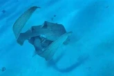 Sharks spotted having threesome as they're seen mating in wild for first ever time