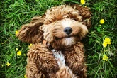 Dog trainer shares 'clear' sign your pet displays if they're happy