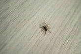 Spiders stay out of your home during mating season if you do three things