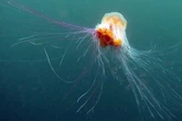 Thousands of giant 120ft 'monster' jellyfish invade shores – and sting when dead