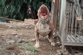 Shelter horror as savage pitbulls maul worker to death in brutal attack