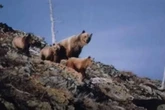 Photographer mauled to death on hike – then terrifying final photos are found on camera