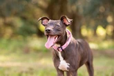 UK’s most popular dog name revealed as champ retains its crown
