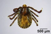 Disease-carrying tick species invades new area as people warned over 'critical' pest