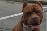 Husband's horror discovery as he comes home to find pet dog feasting on his wife's corpse