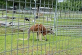 Man 'beaten to death by kangaroo' in horror attack after 'roughhousing' in enclosure