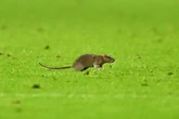 Wales v Belgium match stopped as HUGE rat invades pitch in hilarious scenes