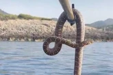 Ibiza tourists spot 6ft beasts in sea as snake plague leaves them 'too scared to swim'