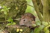 Rats and mice will invade if you have 1 plant they 'love and can't resist'