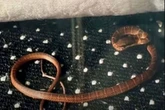 Real-life ‘Snakes on a Plane’ horror as venomous serpent escapes during UK flight