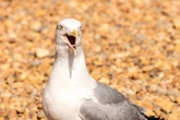 British seagulls 'getting drunk' due to weird eating habit in blistering heatwave