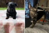 Woman's horror after £600 'purebred French bulldog' grows into something else