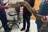 Dog walker finds huge boa constrictor lurking next to UK primary school
