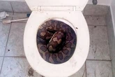 11ft snake bites man's penis on the toilet as bloodbath has him fighting for his life