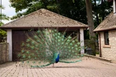 Village overrun with colony of escaped peacocks – that attack cars and poo everywhere