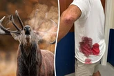 Grandfather gored by rampaging stag in horror attack while walking through park