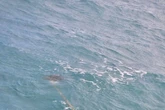 Kitesurfer spots stick in ocean only to realise something is alive on the end