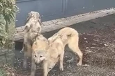 'Wolves' seen roaming UK city streets detained by police dog handlers as investigation launched