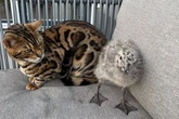 Baby seagull falls from family's roof and gets adopted by their Bengal cats