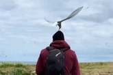 Bloke viciously mauled by birds 20 times during holiday to idyllic UK spot