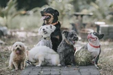 Vet shares five popular dog breeds she'd 'never choose to own'