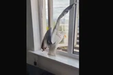 Brazen seagull sparks intruder terror in woman's home - then she heard strange sound