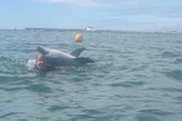 Dolphin 'tries to drown swimmers' at UK hotspot as it 'targets women in wetsuits'