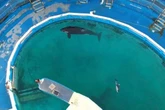 Sad dolphin dies in 'filthy' concrete tank after 'multiple attacks' at theme park