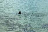 7ft mini great white shark spotted off UK coast as beachgoers told 'stay away'