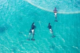 Warning to UK sailors over killer whales after orcas attack boat on Spanish coast