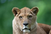 Heartbreak at Longleat Safari Park as queen lion Jasira dies before her 21st birthday