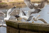 Man-made problems are making seagulls move into towns and we should live with them