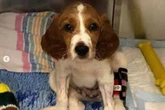 Brit dog owners warned of deadly virus with 'barbaric symptoms' after spike in cases