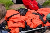 High as a kite dog rescued from Ben Nevis as she goes on a bad trip after scoffing drugs