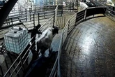 Cathedral City suspends milk use after 'disturbing' footage from Cornish farms