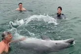 Dolphin on UK coast gets belly rubs from family but public now told 'stay away'