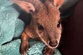 Family raise baby kangaroo after finding it inside dead mum's pouch on the road side