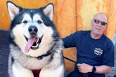 'My dog is so big people think he's a wolf – it costs £1k-a-year just to feed him'