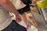 Woman told 'give me my dog before I punch you' in B&M row after 'pet left in hot car'
