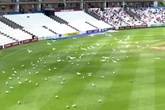 Terrifying moment hundreds of seagulls swarm cricket pitch in hunt for flying ants