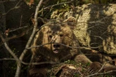 Two bears escape from enclosure at UK wildlife park sparking police hunt