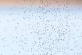 UK households told 'keep your doors and windows shut' as swarms of bugs take over