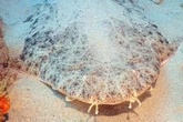 Mysterious 8ft ambush shark 'more common' on UK coast than previously thought