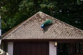 Village overrun with colony of escaped peacocks that attack cars and poo on lawns