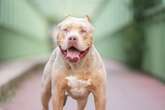 XL Bully abuse spikes alarmingly following UK breed ban, experts reports