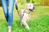 TikTok pet trend sparks vet warning after deadly money-saving tip