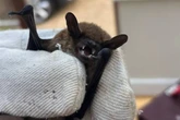 Extremely rare rabies-like virus found in UK after bat rescued from back garden