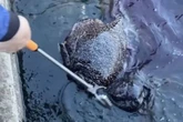 Woman reels in "alien slug" from the depths in jaw-dropping fishing trip