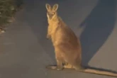 Mystery wallaby roaming UK remains on run for 3 years as zoo admits 'it's beaten us'