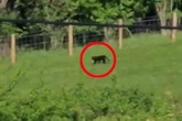 Brit on holiday up north films 'big cat' with dead rabbit in mouth in 'fascinating' sighting